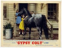 Gypsy Colt