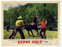 Gypsy Colt