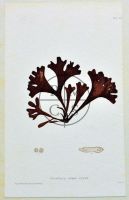Botanical Prints