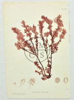 Botanical Prints