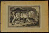 The Royal Tiger