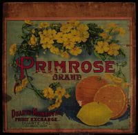 Primrose