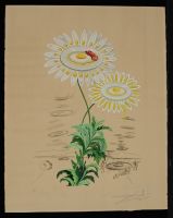 Marguerite Chrysanthemum 