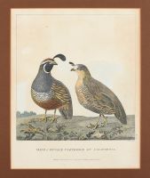 Male & Female Partridge of California