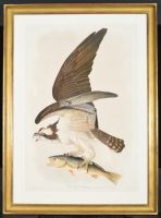 Audubon Print