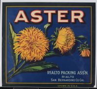 Aster
